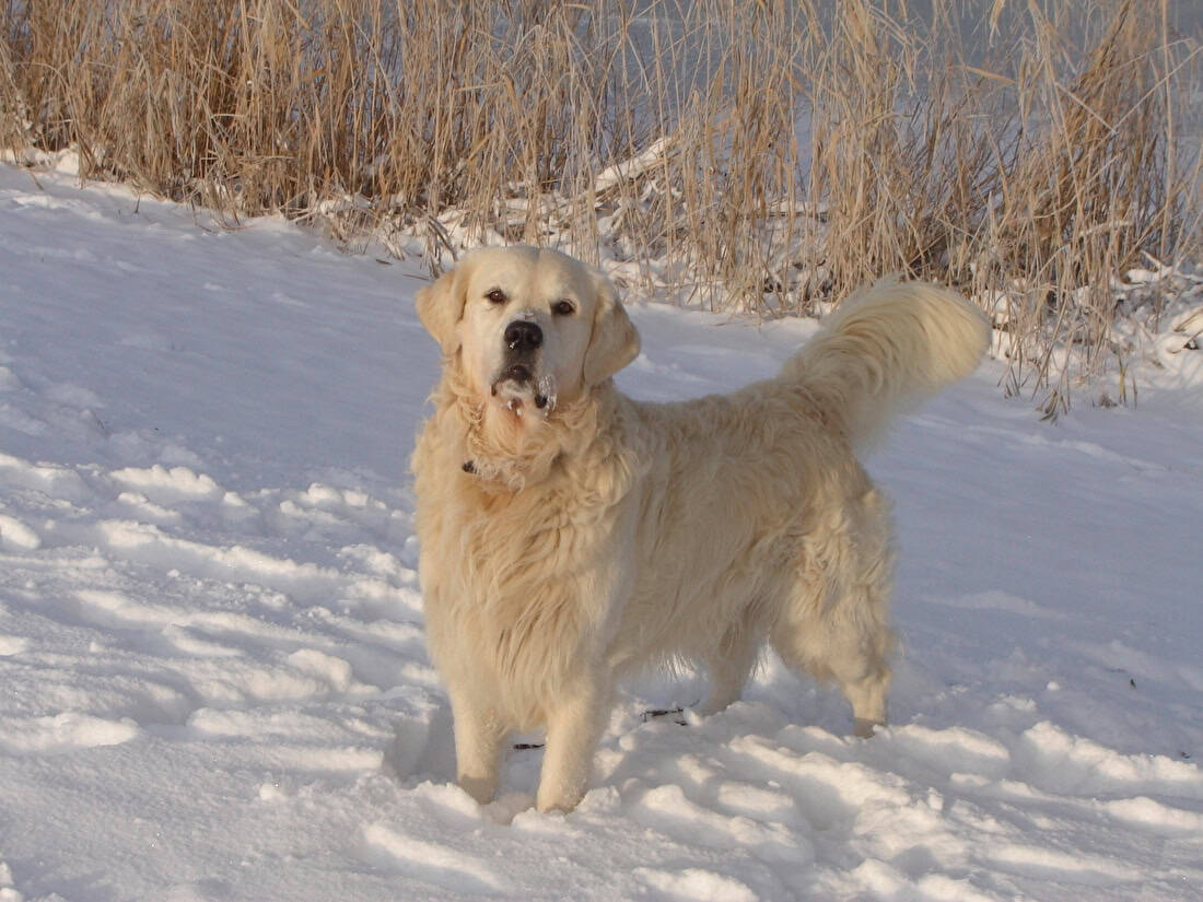 Hond en winter