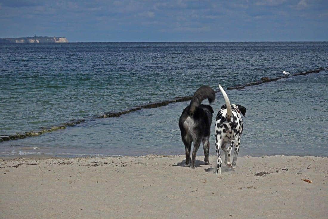 Hond en zomer