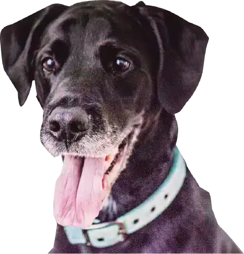 Natuurlijk-voor-de-hond